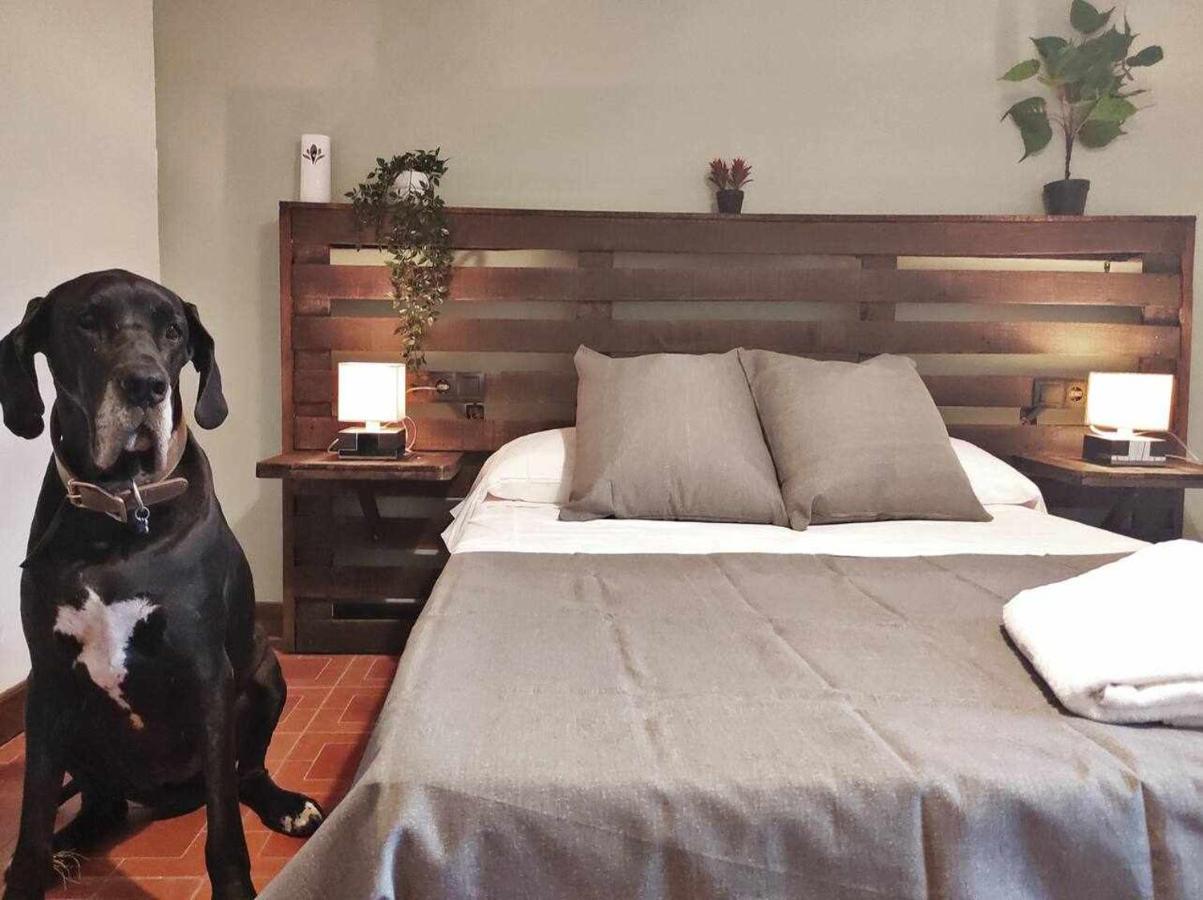 Mas Els Plans La casa pensada para perros que viajan con sus humanos Olot Exterior foto