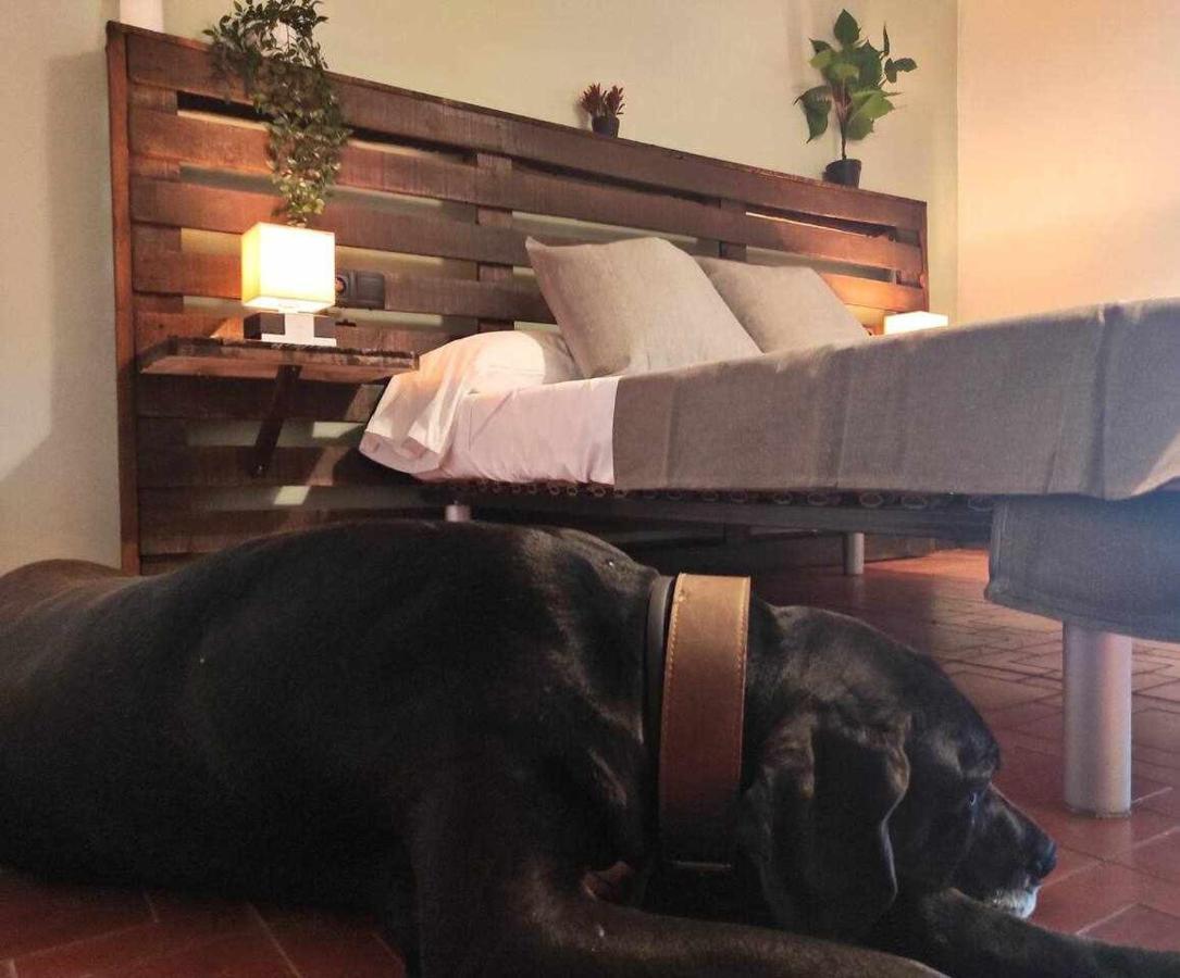 Mas Els Plans La casa pensada para perros que viajan con sus humanos Olot Exterior foto