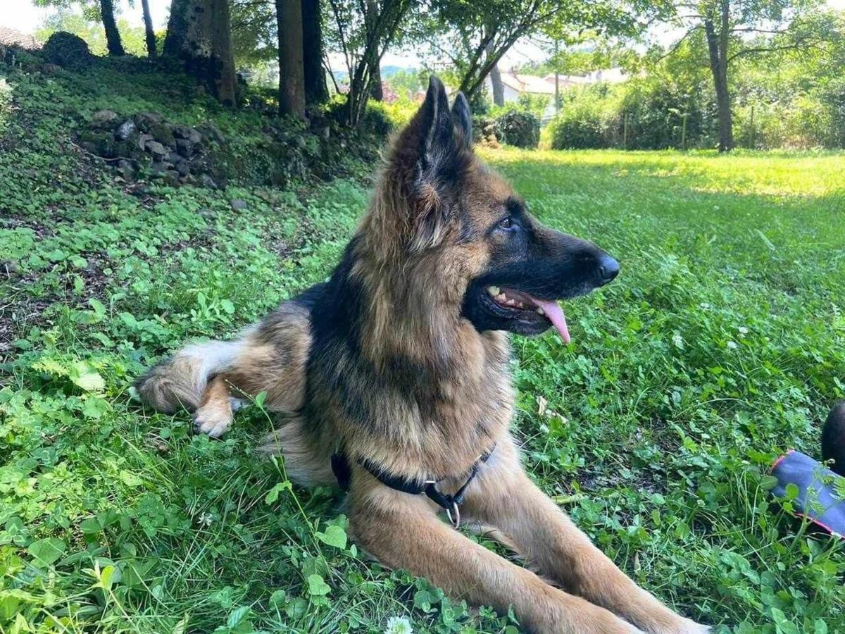 Mas Els Plans La casa pensada para perros que viajan con sus humanos Olot Exterior foto